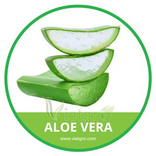 Fresh-Aloe-Vera