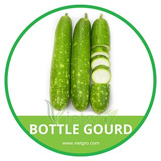 Bottle Gourd 2