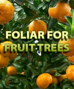 Foliar For Fruit Trees