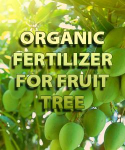 Organic Fertilizer For Fruit Tree