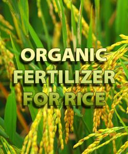 Organic Fertilizer For Rice