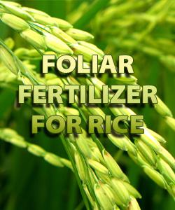 Foliar Fertilizer For Rice
