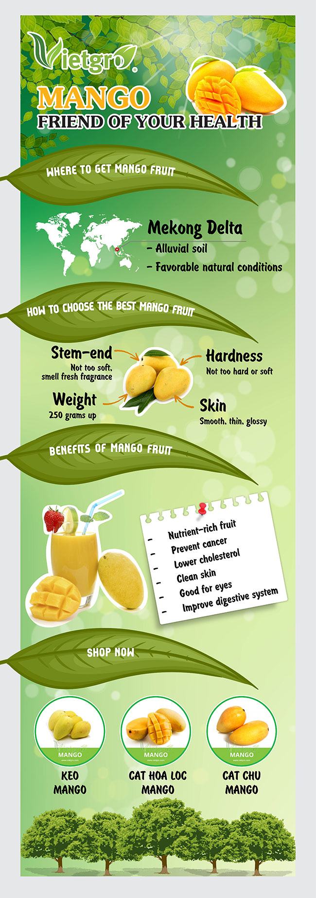 20160929_Pick_Mango_Now_for_Various_Benefits
