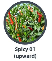 SPICY 01