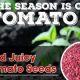newsletter tomato seeds