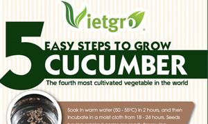 newsletter grow cucumber