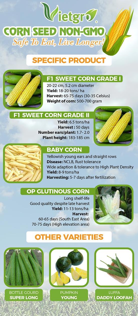 Vietgro-Corn-Seed-Non-GMO