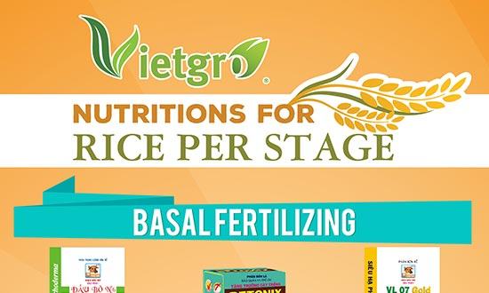 Vietgro-Newsletter-Fertilizer-for-Rice-post