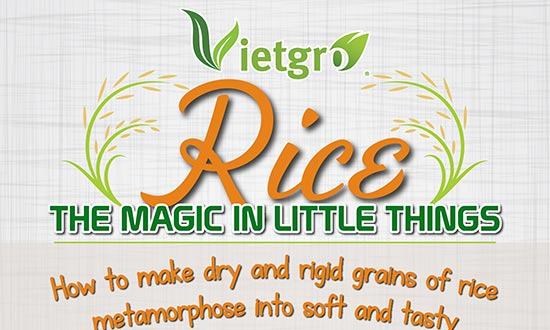 Vietgro-Newsletter-Rice