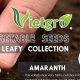 Vietgro-Newsletter-Vegestable-Seed