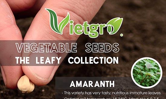 Vietgro-Newsletter-Vegestable-Seed